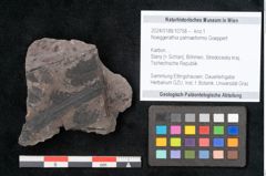Foto (Objekt + Etikett) von Noeggerathia palmaeformis Goeppert (NHMW-GEO-2024-0188-10758)